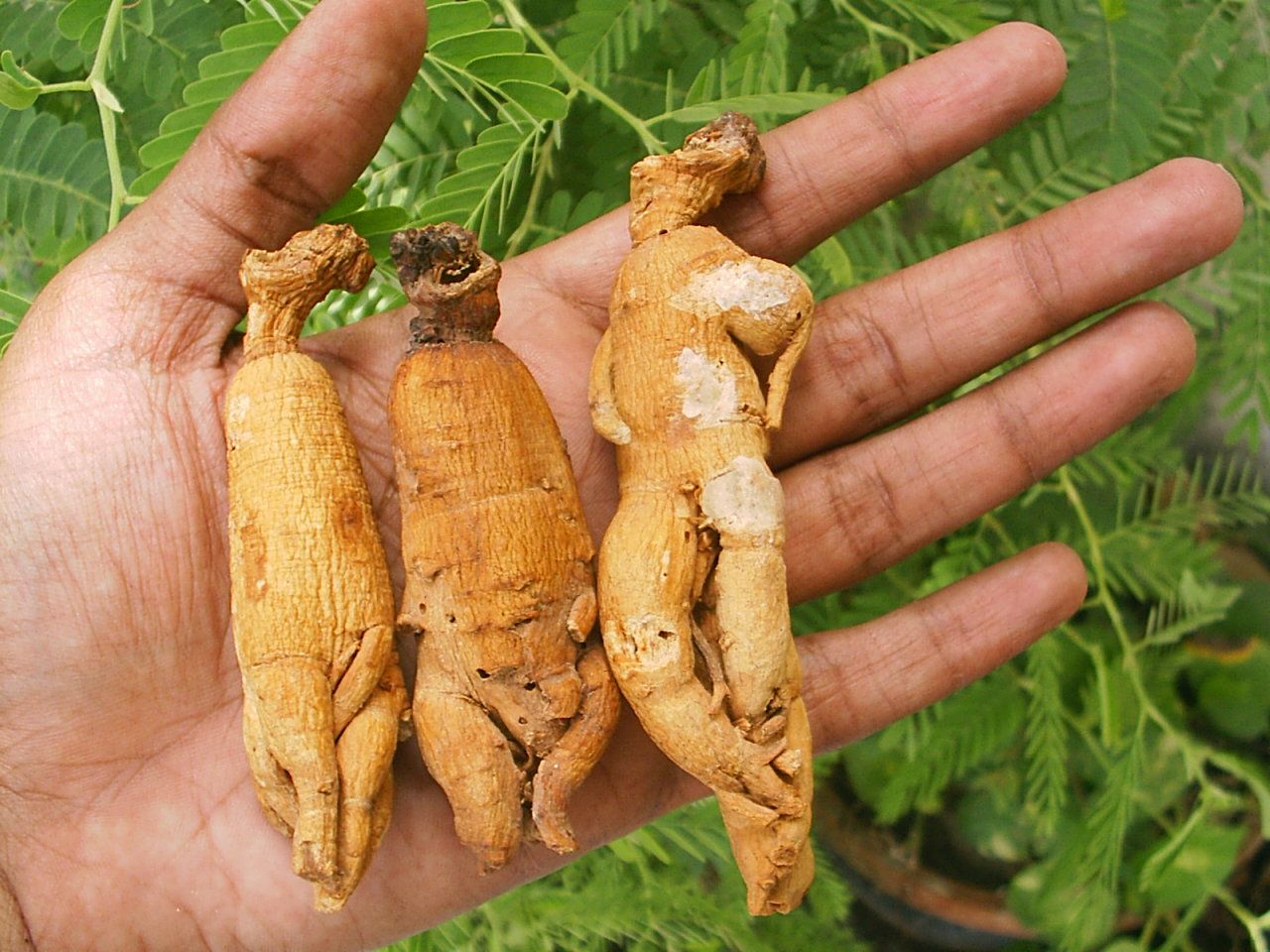 ginseng3.JPG