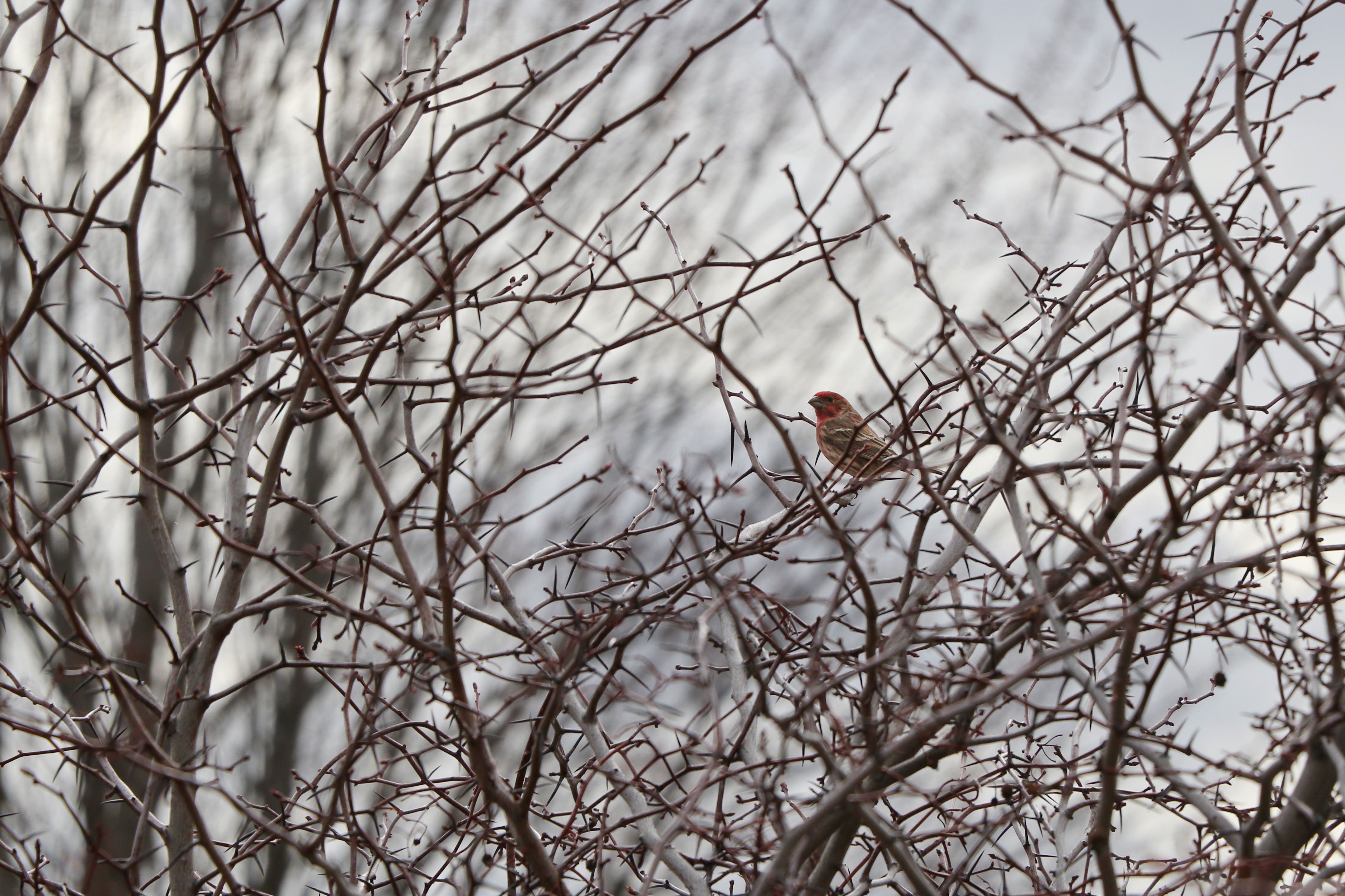 2E5A4219 House Finch Male Brambles.jpg