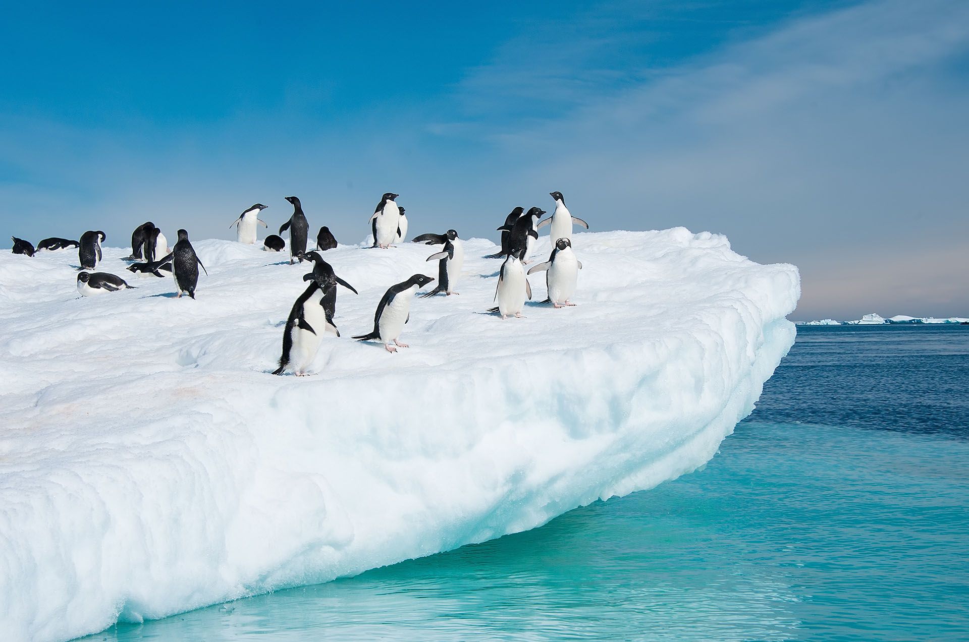 Antarctica-Penguins-Ice.jpg