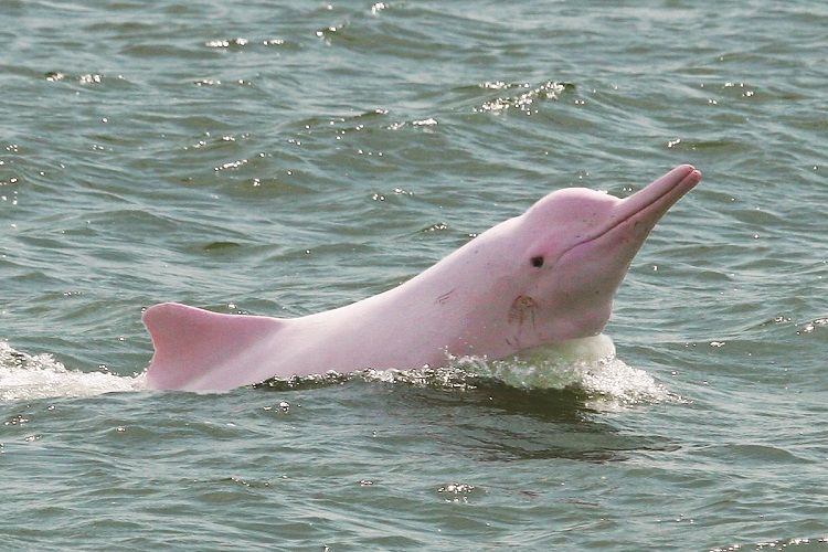 white-dolphins.jpg