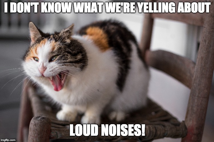 cat scream meme.jpg