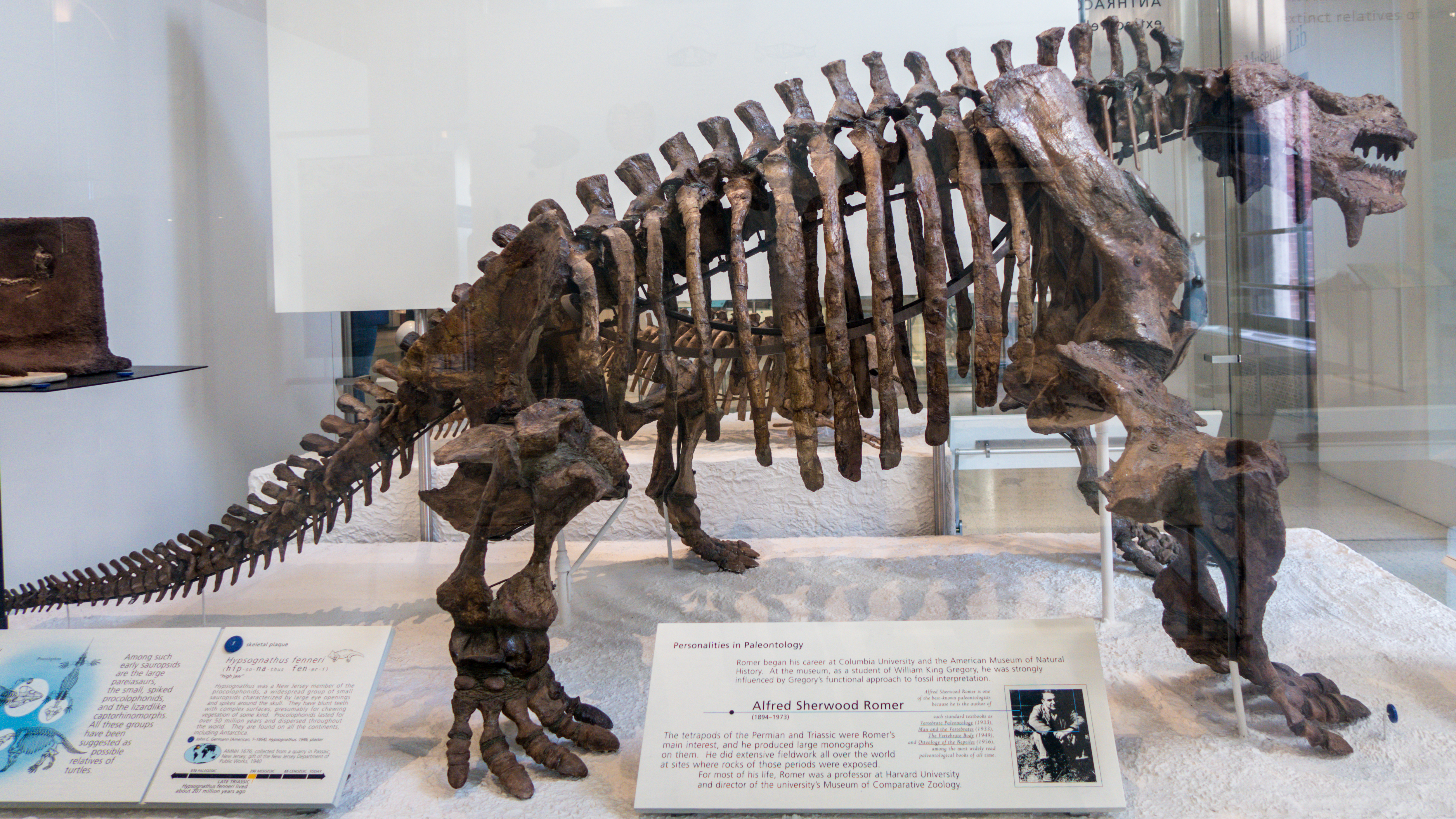 American Museum of Natural History_60.jpg