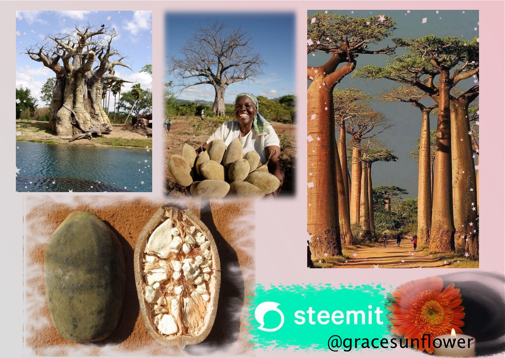 Baobab collage.jpg