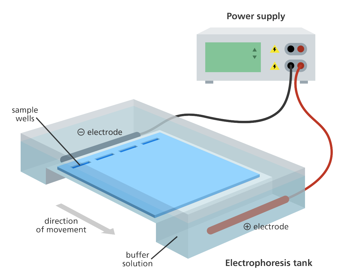 gel_electrophoresis_dna_tank_yourgenome.png