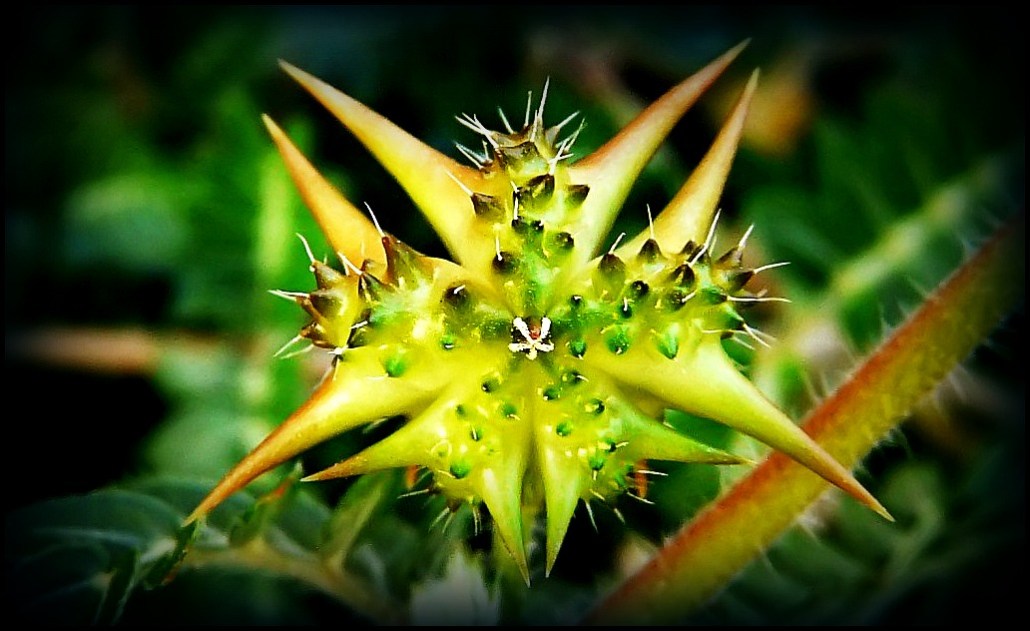 tribulus terrestris.jpg