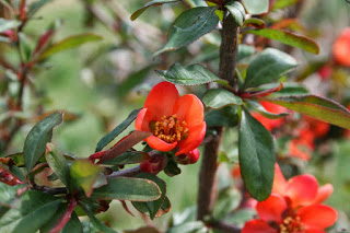 Mahonia and crab spiders v 038.jpg