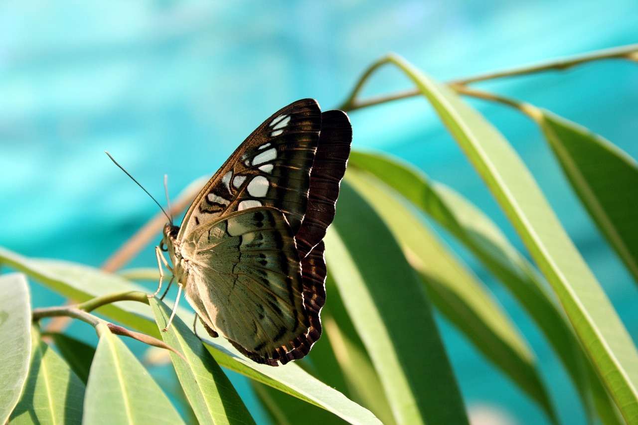 butterfly-730430_1280.jpg