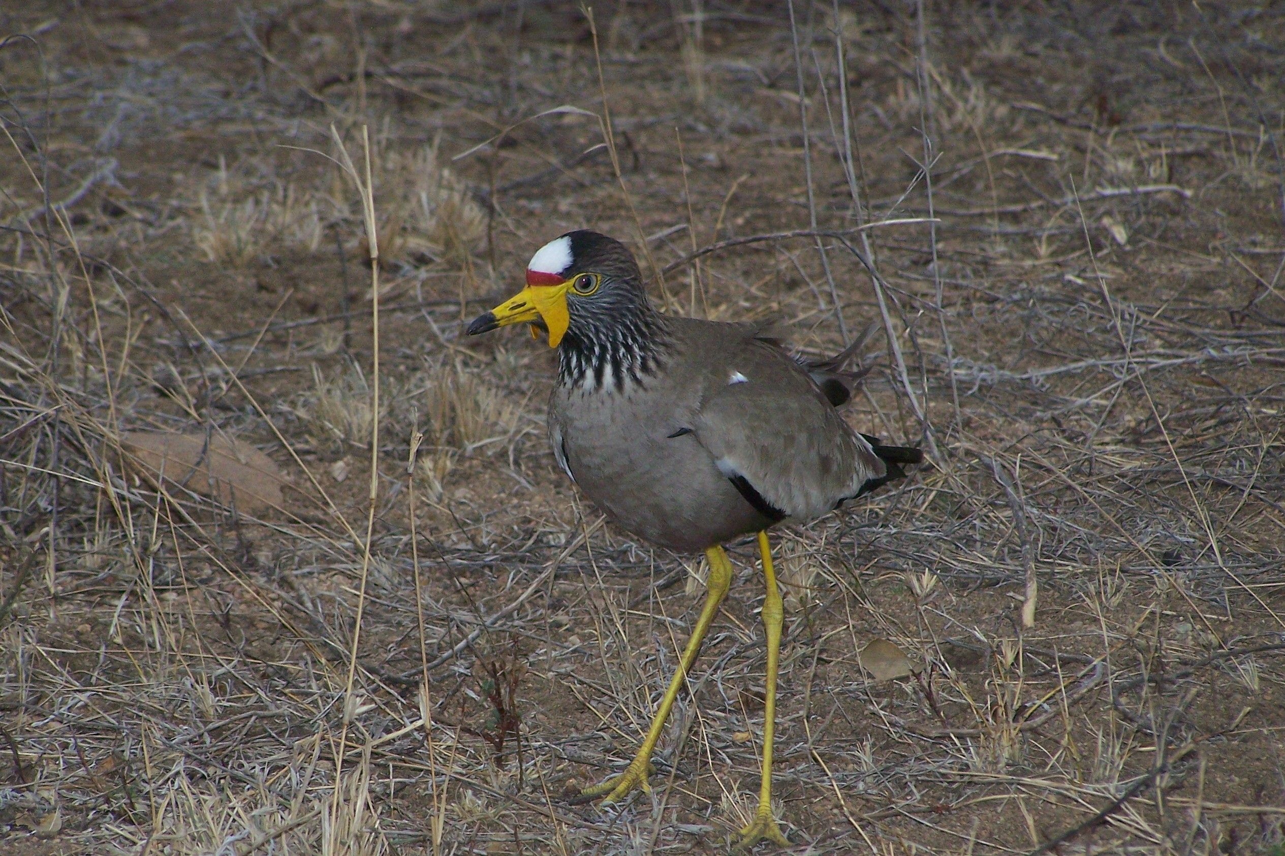 KNP Satara-Lower Sabi 2009 363.JPG