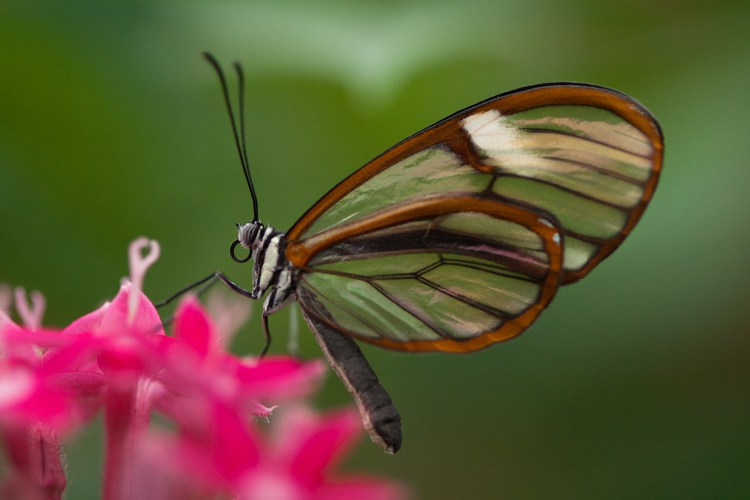 how-to-photograph-butterflies4.jpg