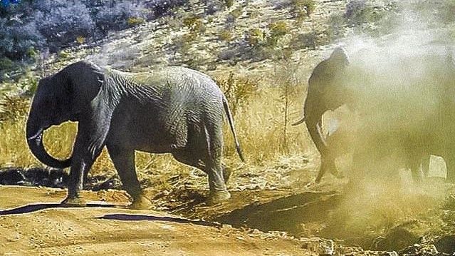 elephant dust bath_1024x768.jpg