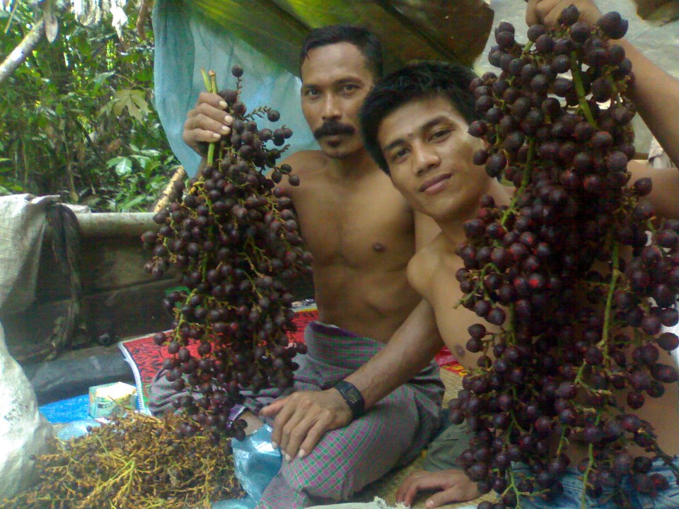 Rattan Jernang Dragon Blood Fruit That Has Not Been Widely Known But Has A Very High Price Steemit