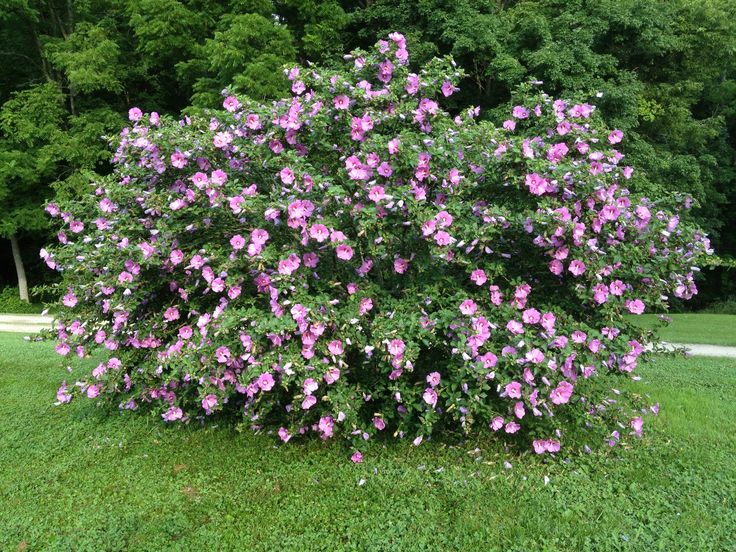 Rose of Sharon.jpg