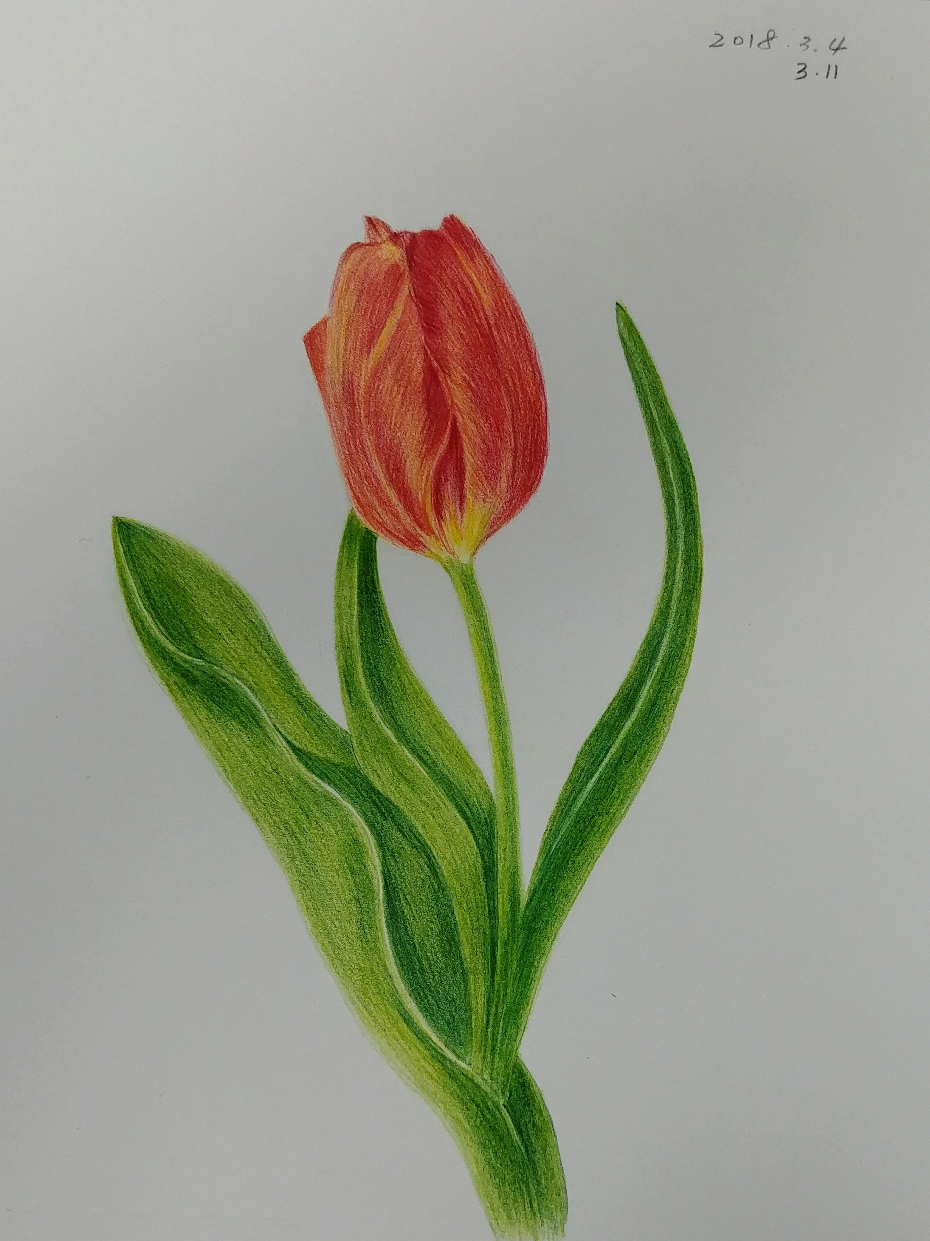 Botanical art Spring tulip (튜울립 그리기) 2 — Steemit