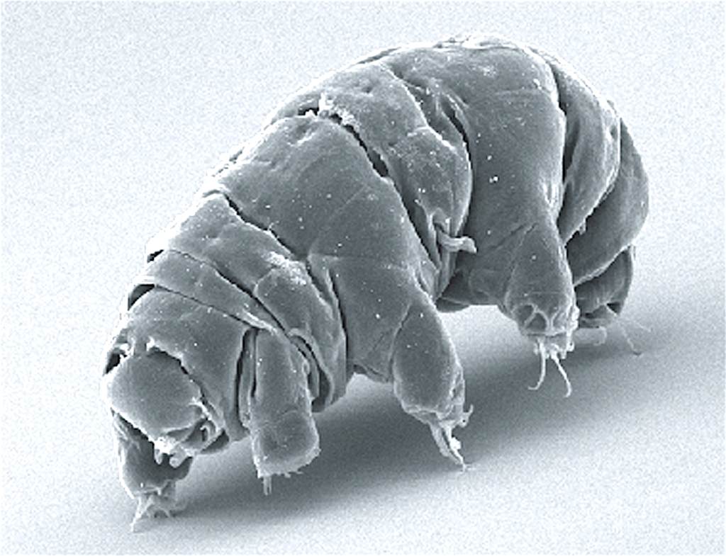 tardigradum.png