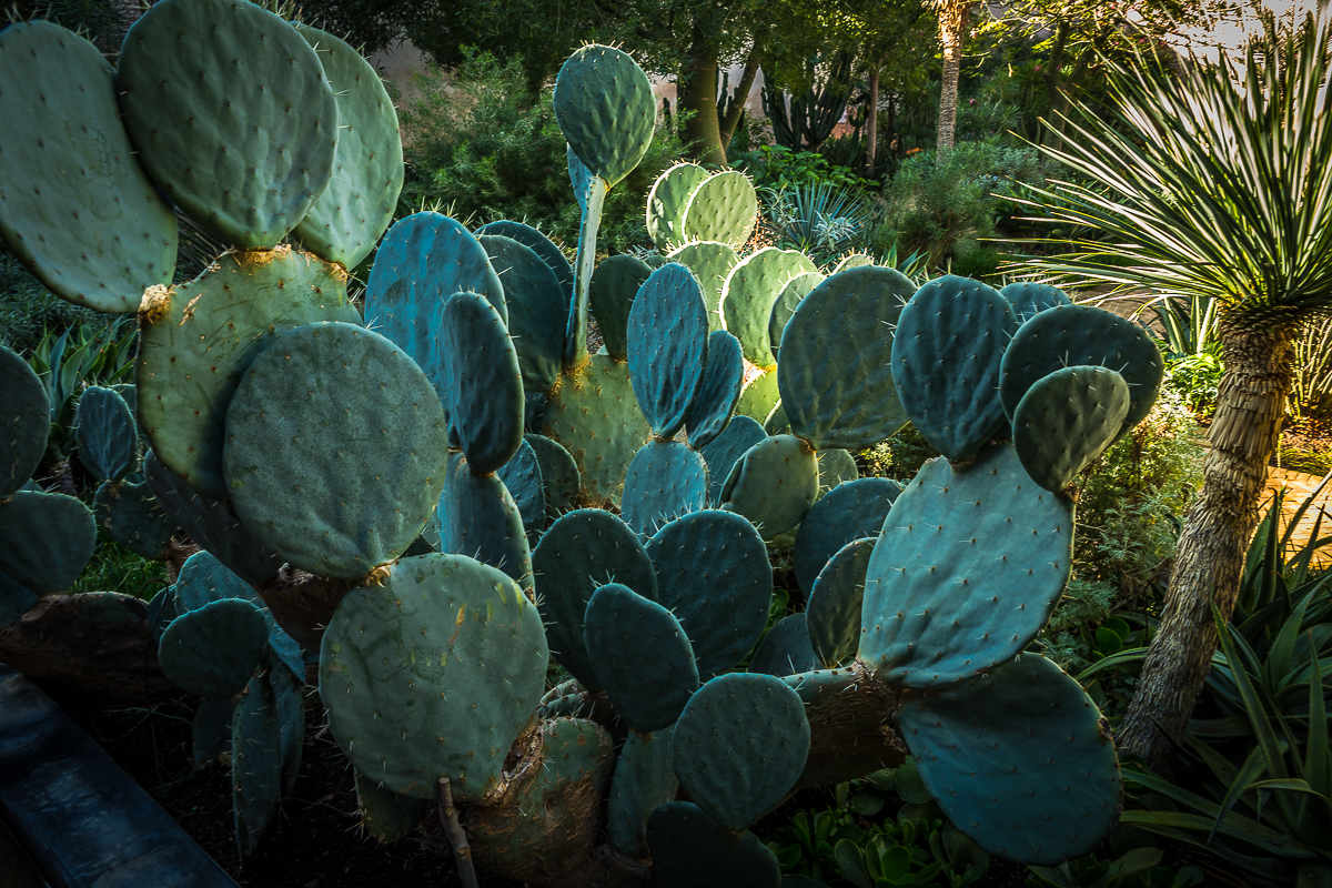 le jardin secret cactos.jpg