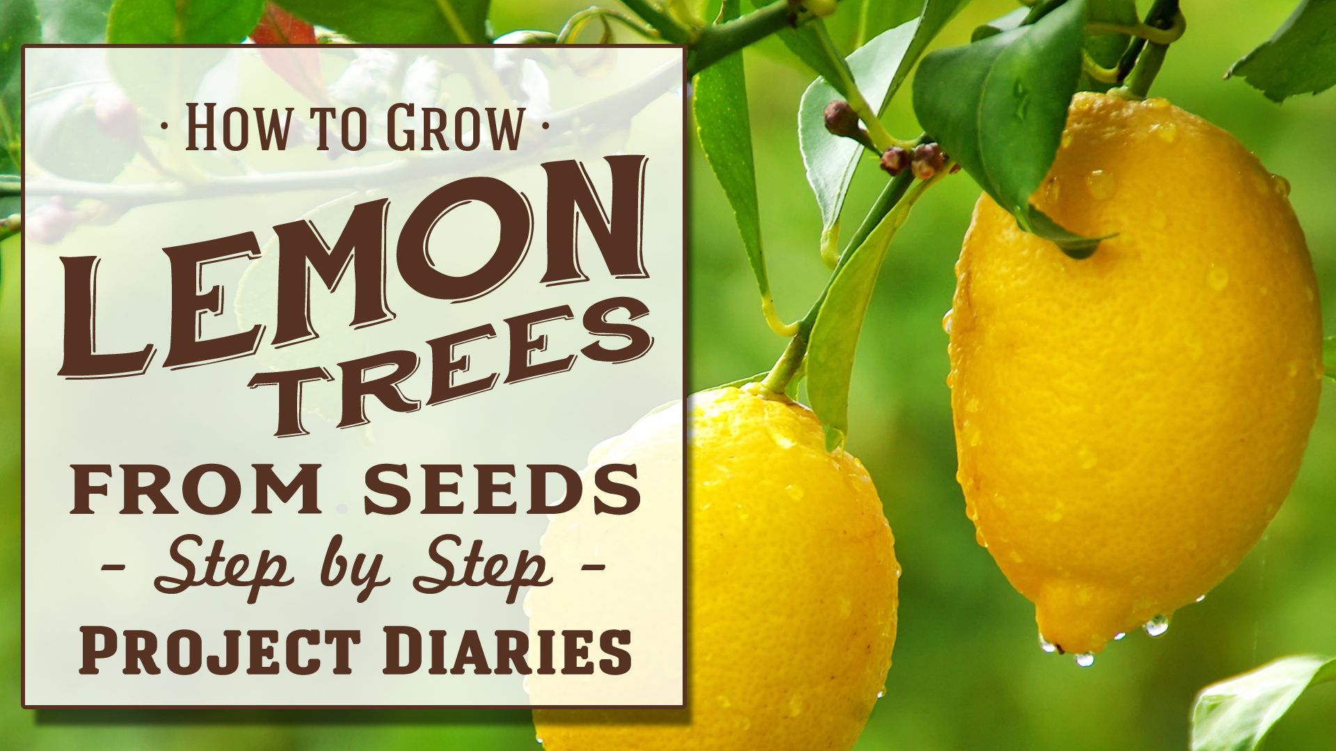 Lemon Tree Porno
