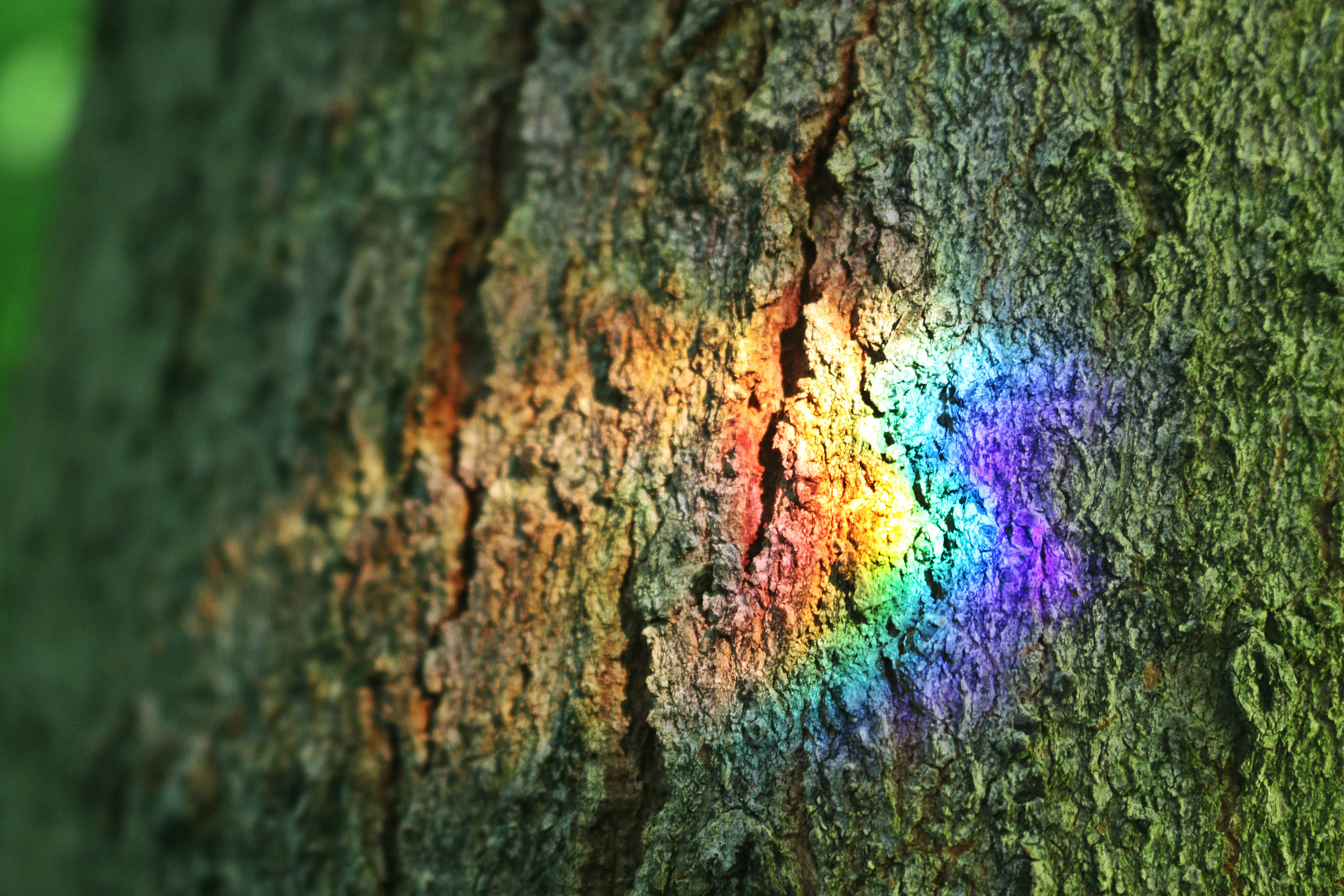 rainbow on the tree.jpg