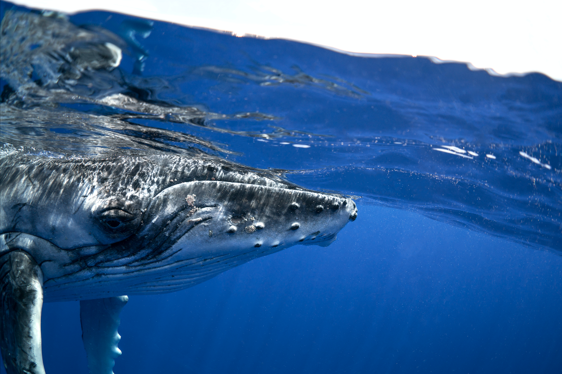 Humpback_Whale_stare.png