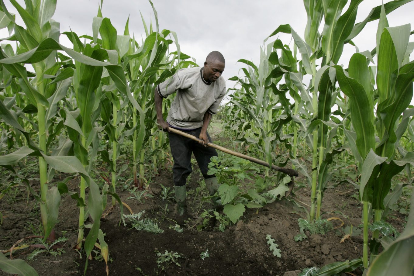 Agriculture-Nigeria-e1468769335599.jpg
