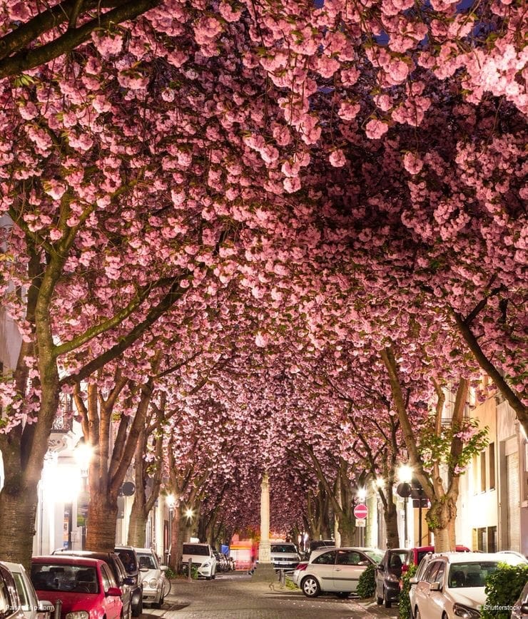 Cherry-Blossom-Avenue-Bonn-1.jpg