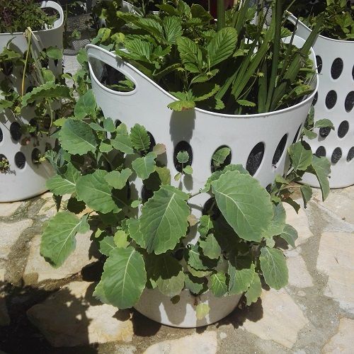 laundry basket sides planted with cabbage seedlings.jpg