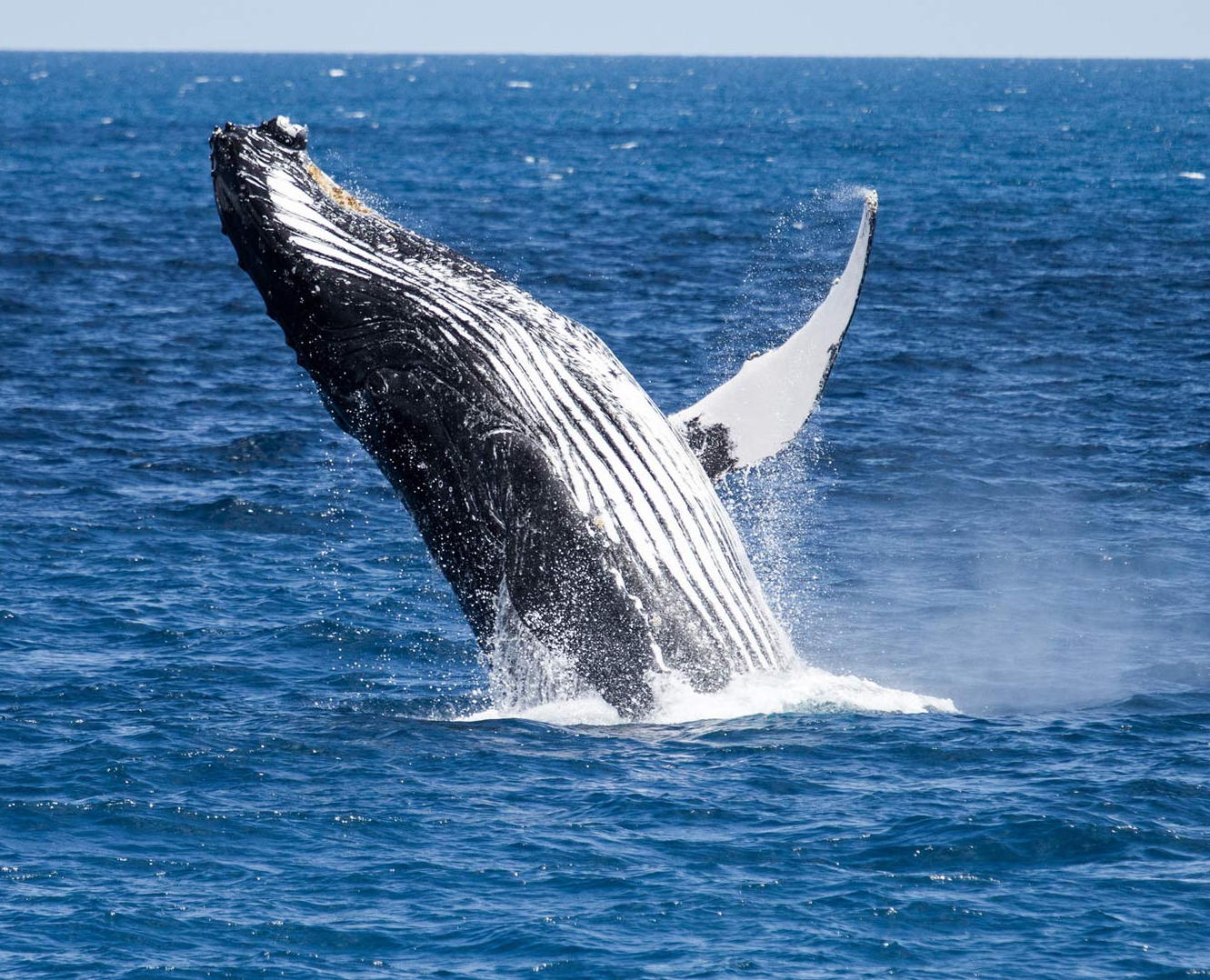 Humpback Whales.jpg