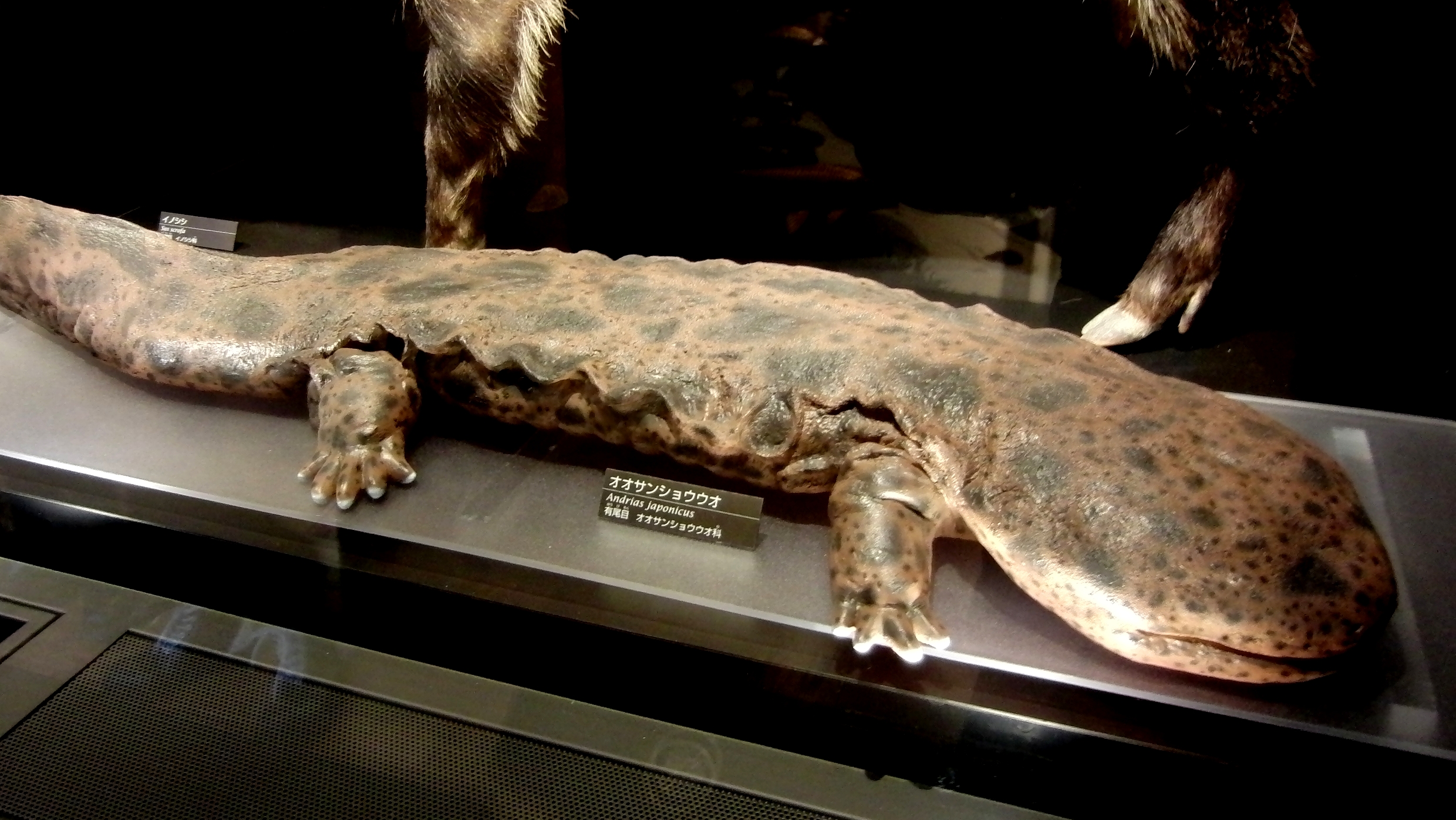 Japanese_Giant_Salamander_(Andrias_japonicus)_Stuffed_Specimen.jpg