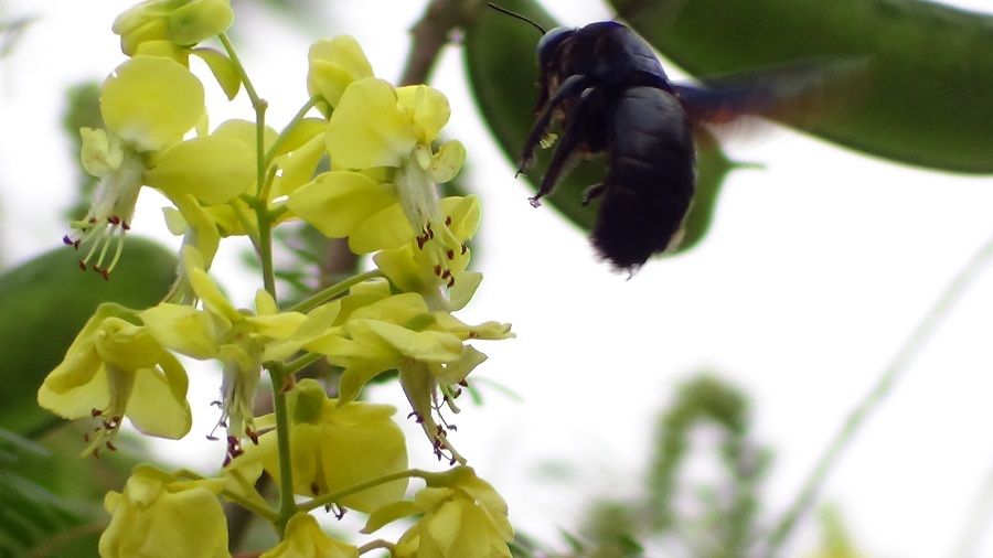 Flower Insect.jpg