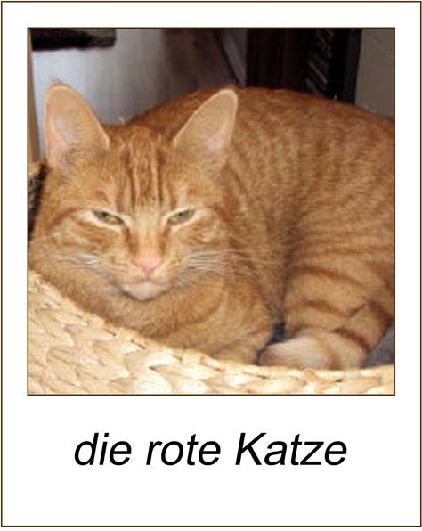 orangene Katze.jpg