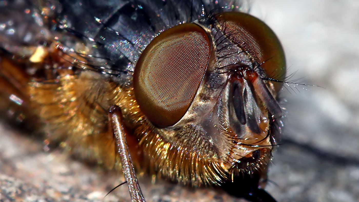 Calliphora hilli Golden Blowfly-BY-2017-09-25 cropped.jpg