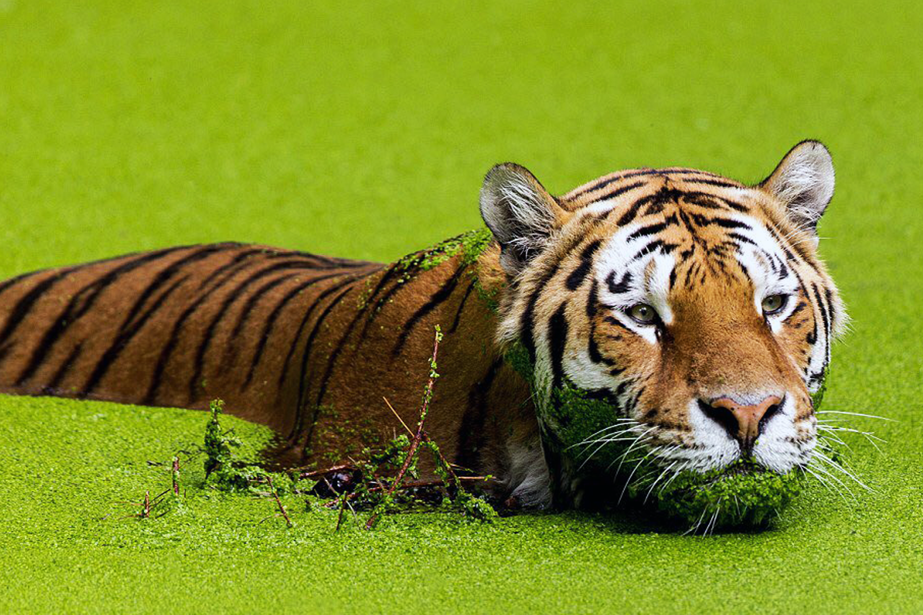 Tiger 2.png