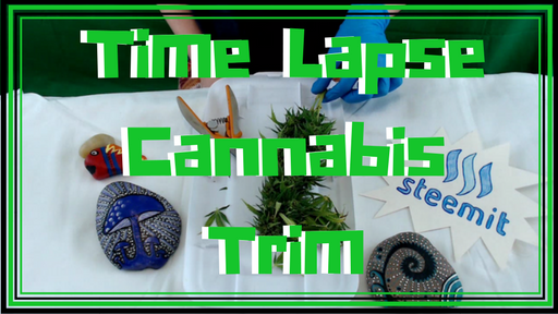 Time Lapse Cannabis Trim (1).png