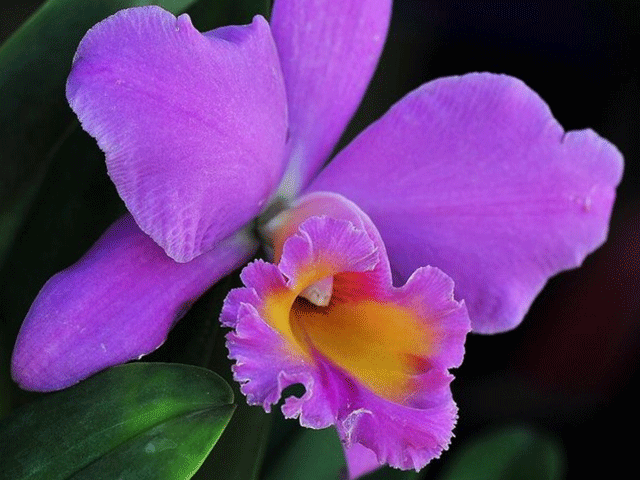 orquidea02princi.gif_1058132788.gif