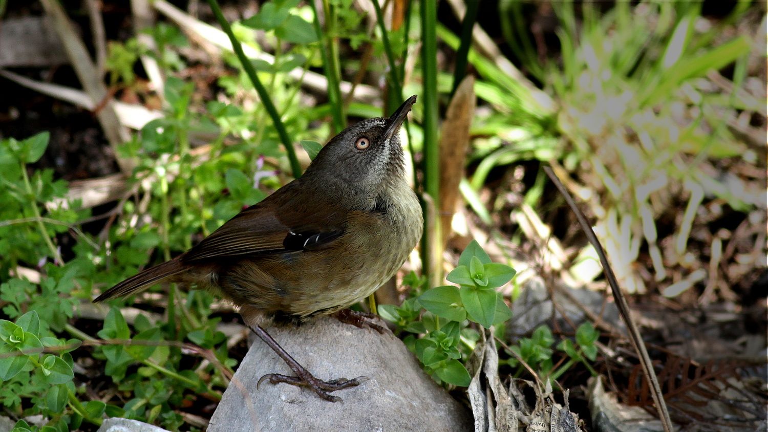 Scrubwren_Tasmanian-BY.jpg