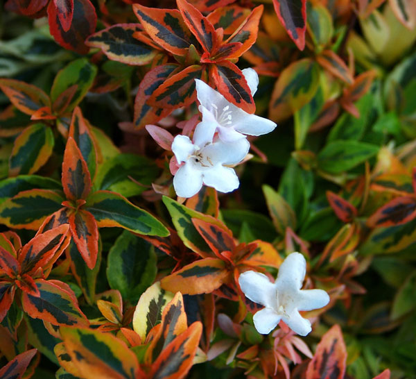 Abelia_Kaleidoscope_Close_Bloom_9.jpg