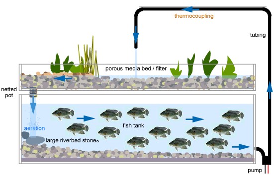 Aquaponics-System.jpg