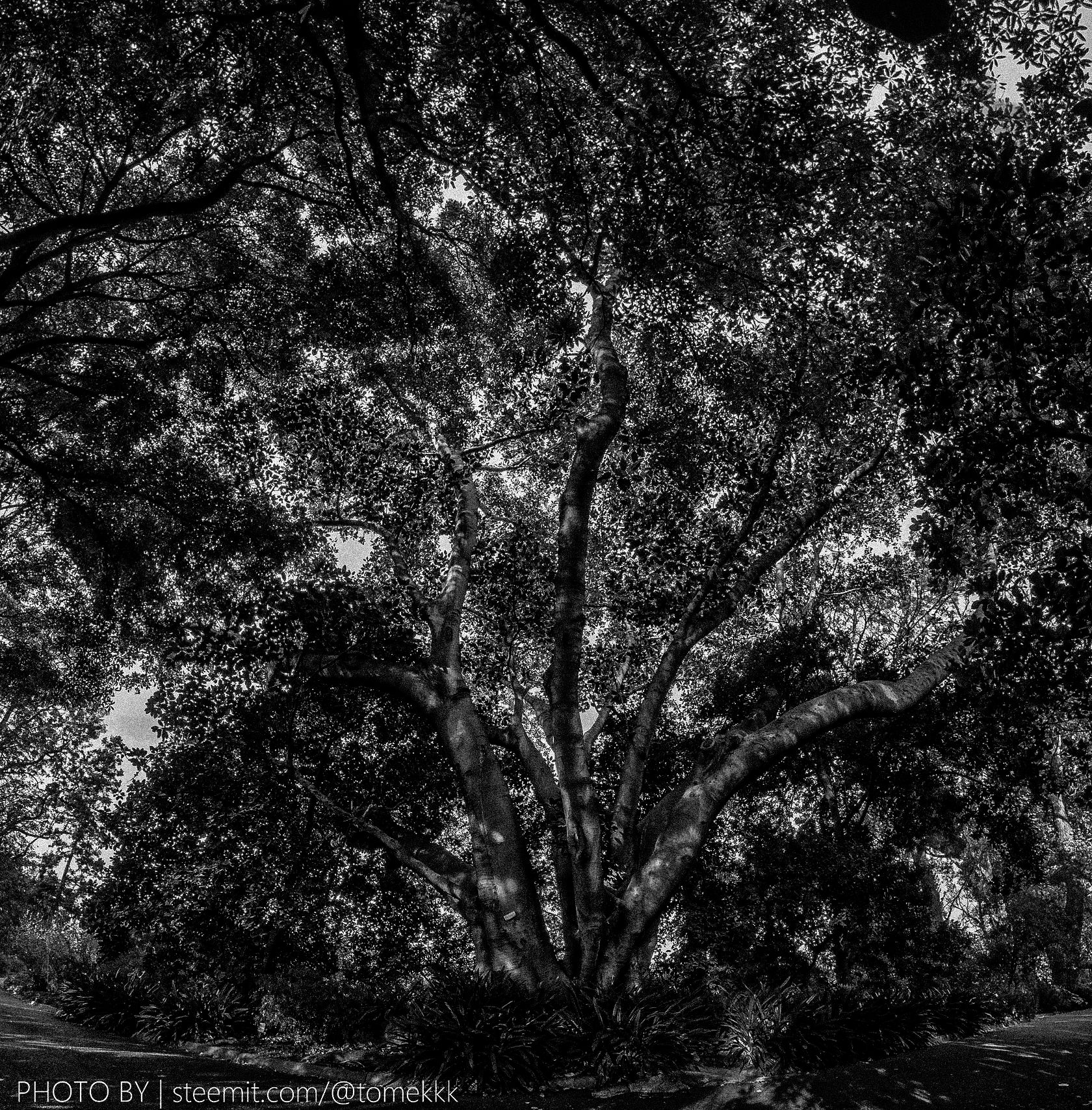 tree_1680x8400-2.jpg