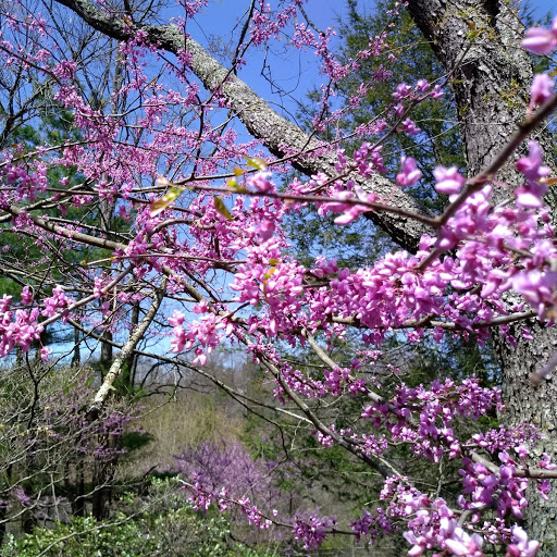 Redbud bloom.jpg