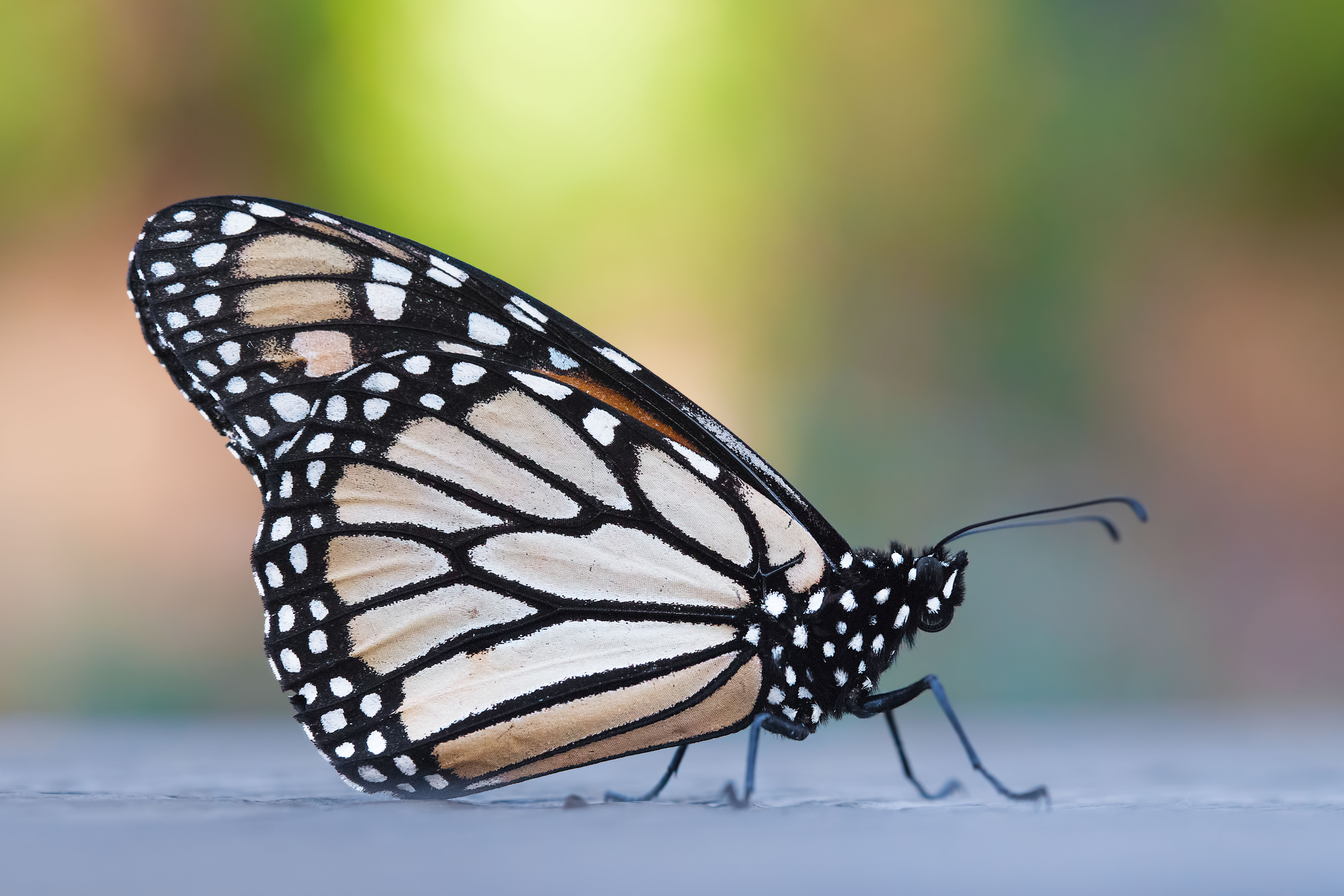 Monarch at Natural Bridges 2.jpg