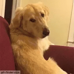 tenor (3).gif