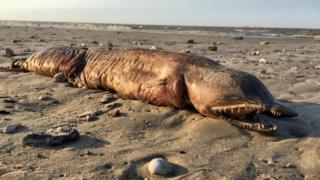 Fanged creature found on Texas beach after Hurricane Harvey.jpg
