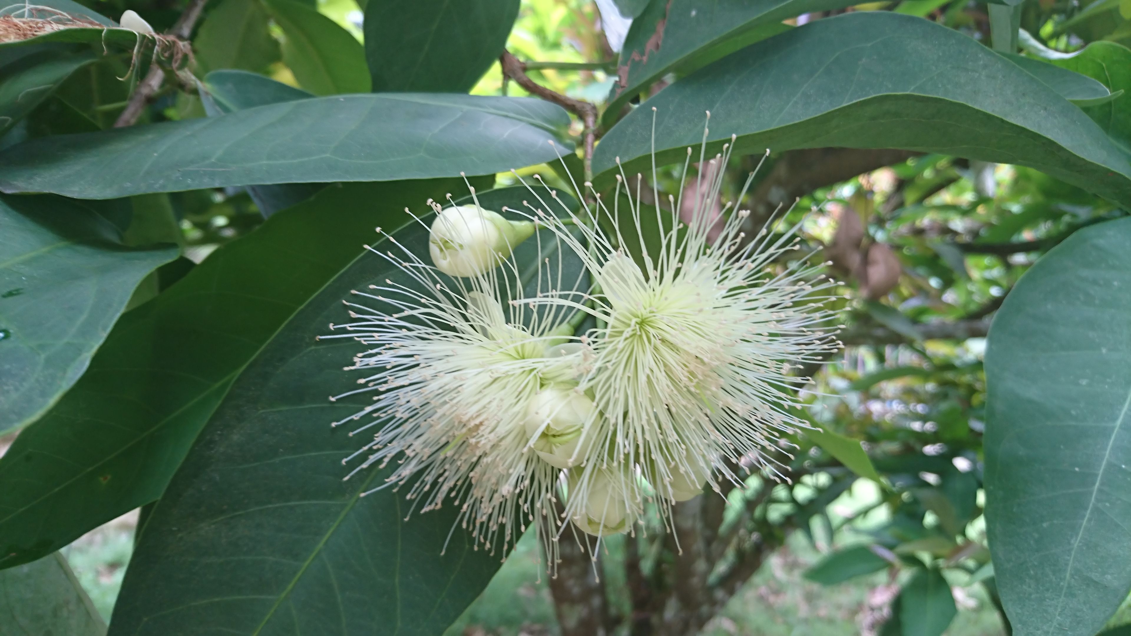 Jambu Flower