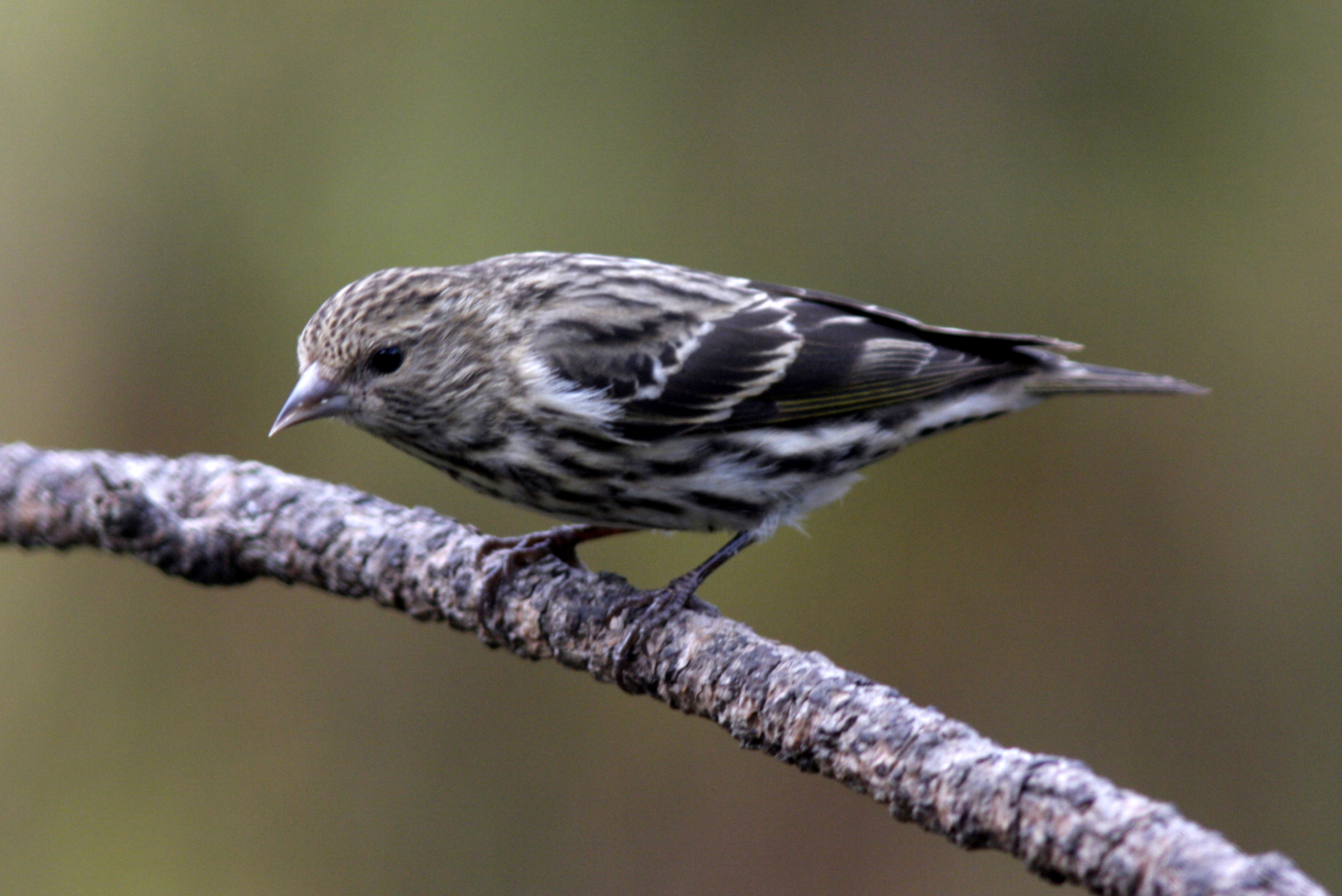 siskin4.jpg