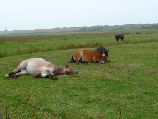 Relaxing_horses-550x413.jpg