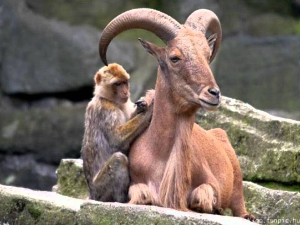 408819-funny-pictures-monkey-grooming-goat.jpg