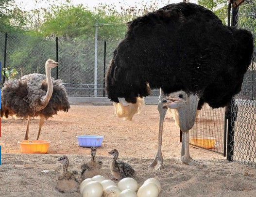 ostrich farm.jpg