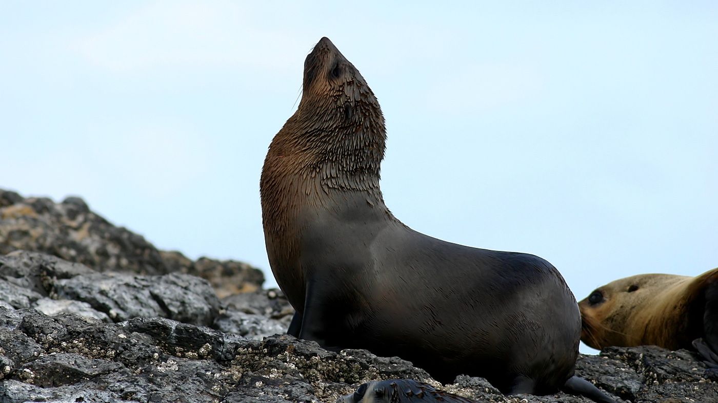 Australian Fur Seal Bull Rock Stanley Tas n1.jpg