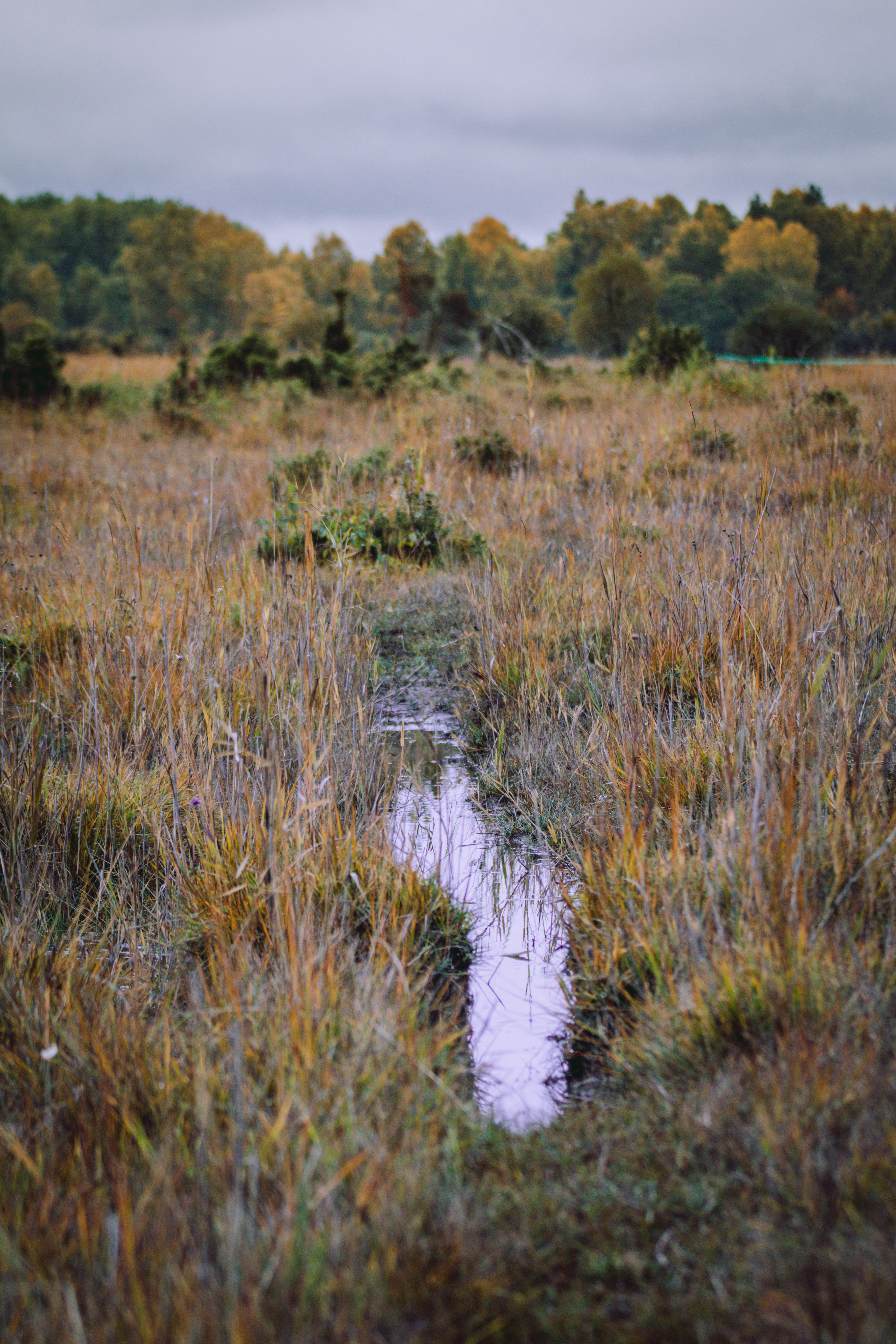 fritz reuterf-4042f4-1-1000iso500.jpg