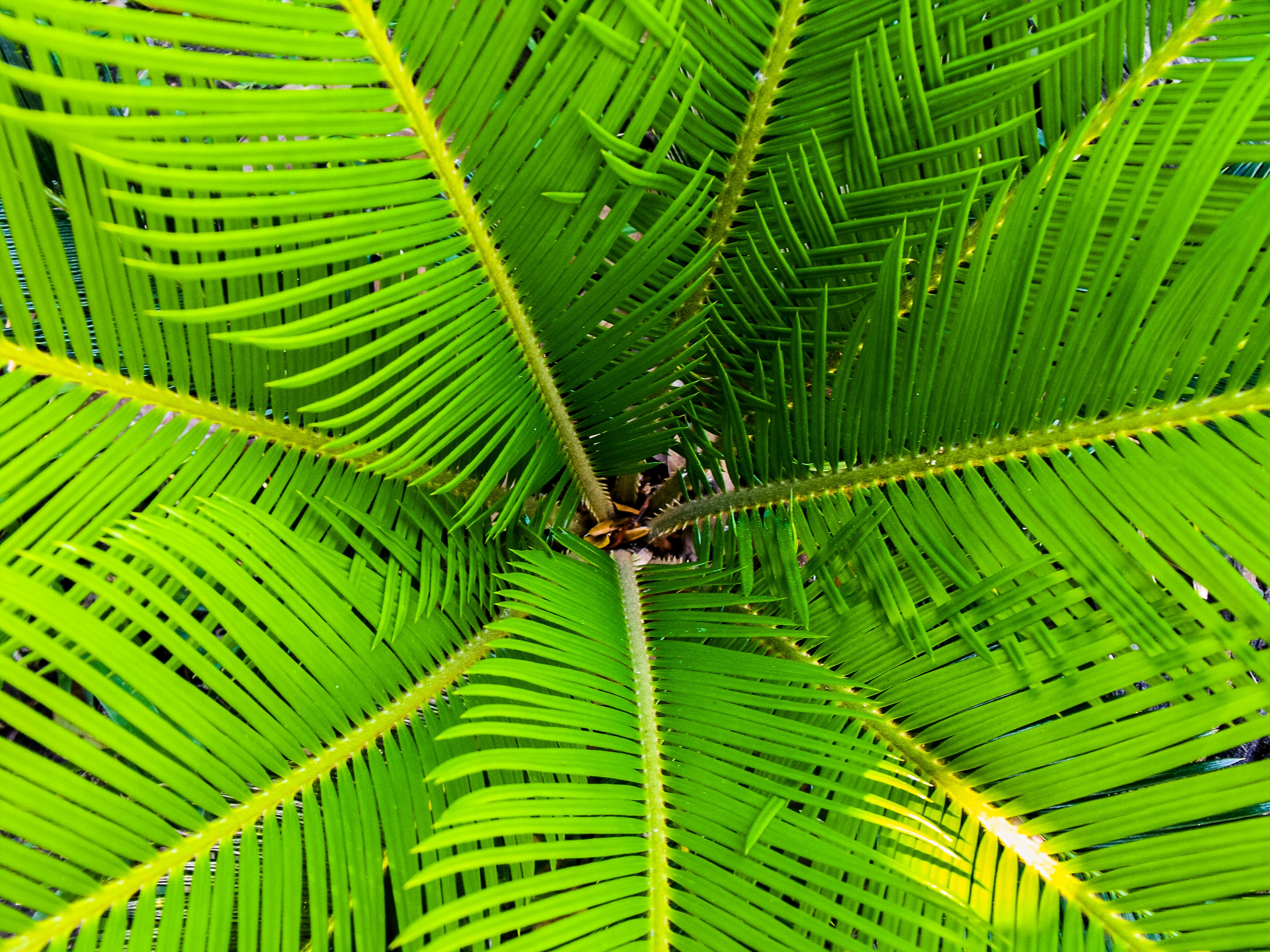 palm-james-palm-tree-close-64713.jpeg