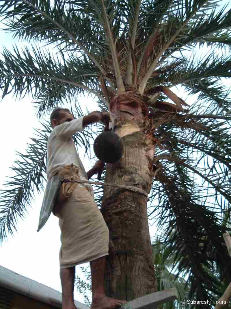 Bangladesh_Collecting_Date_Juice_from_Date_Palm_Tree.jpg